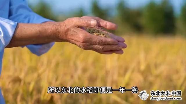 为什么东北的大米只是一年一熟，却还能被叫做粮仓？