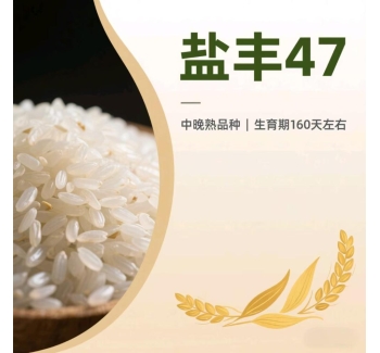 辽宁营口大米盐丰47的介绍