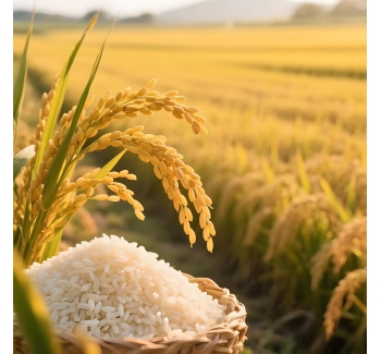 黑龙江响水大米中科发5号的介绍