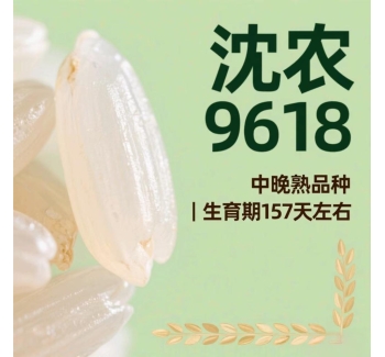 营口大米沈农9816的介绍
