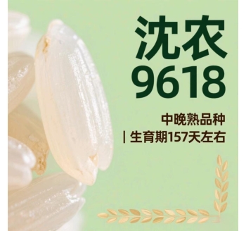 营口大米沈农9816的介绍