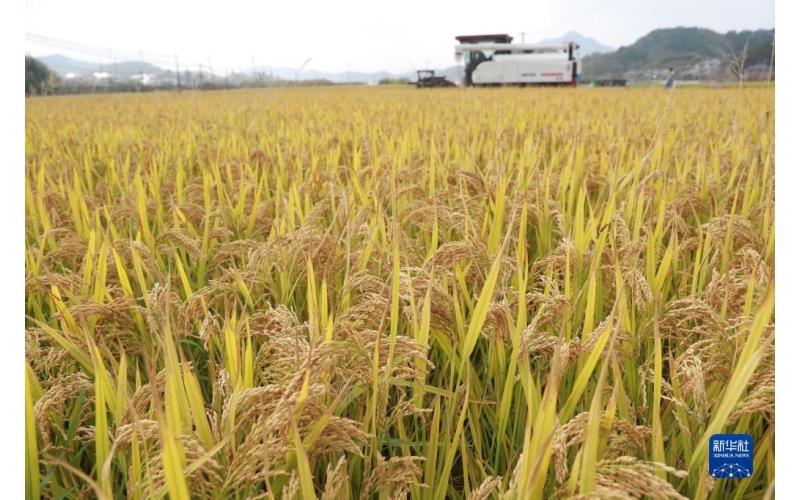 东北水稻育种史研究获新成果