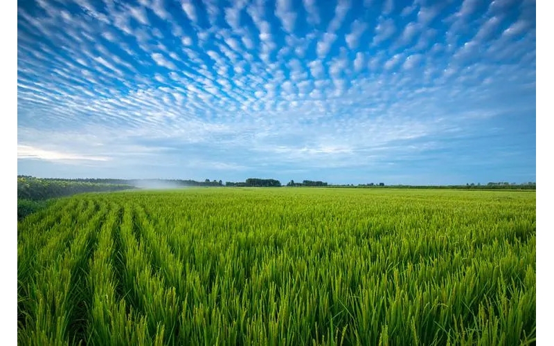 黑龙江五常大米东农425介绍