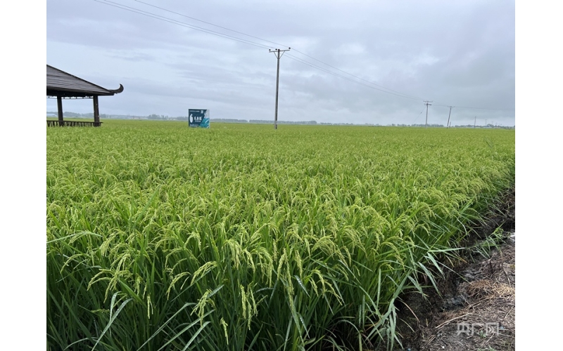 近日，以“五常大米”著称的黑龙江哈尔滨五常市因遭遇持续强降雨，导致多个乡镇不同程度受灾，部分稻田被淹。走访五常“稻花香”大米核心产区：仍有大面积稻田长势良好