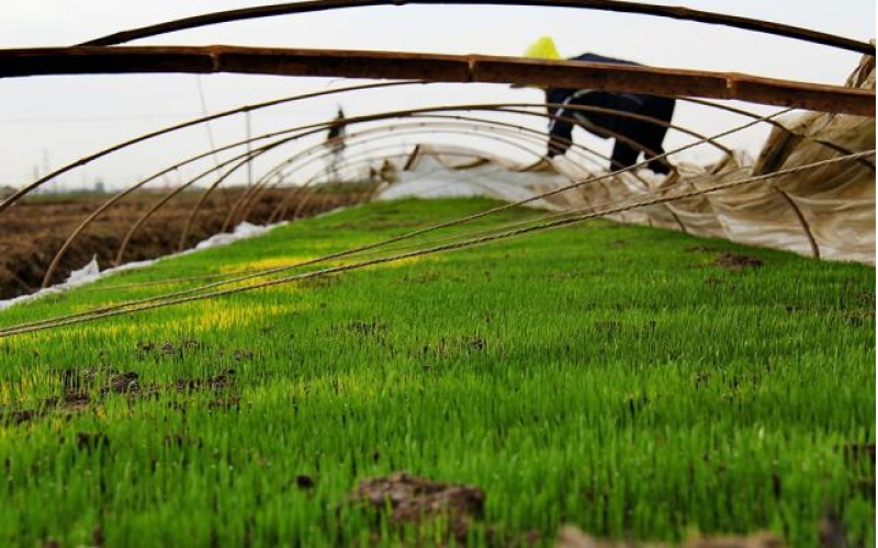 东北大米诞生记