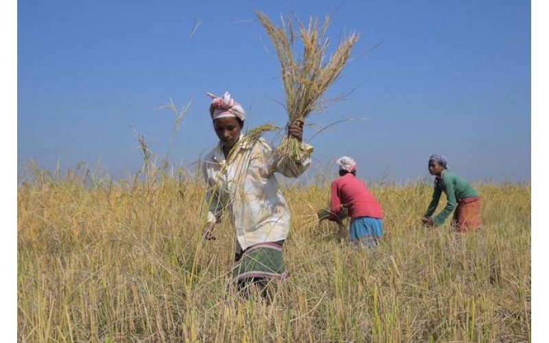 印度出口商：取消巴斯马蒂大米出口底价或吸引全球市场