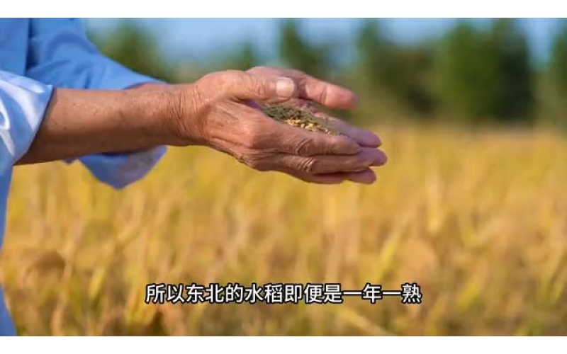 为什么东北的大米只是一年一熟，却还能被叫做粮仓？