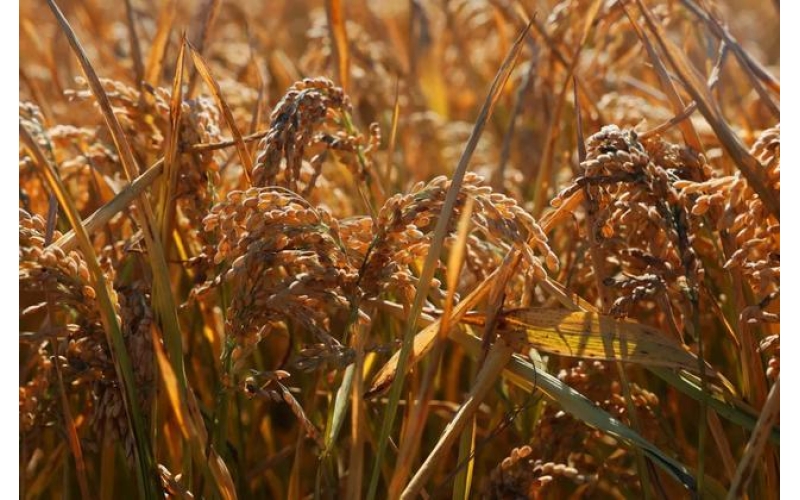 日本人&ldquo;饿死不碰中国米&rdquo;？