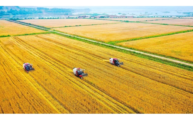中国目前粮食市场情况是什么样？